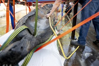 La pirogue, très fragile, nécessite un grand soin.